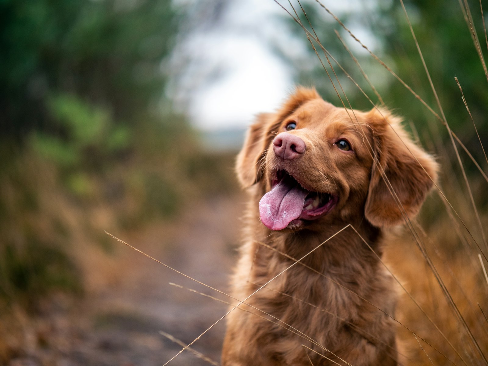 うれしそうに笑う茶色い犬