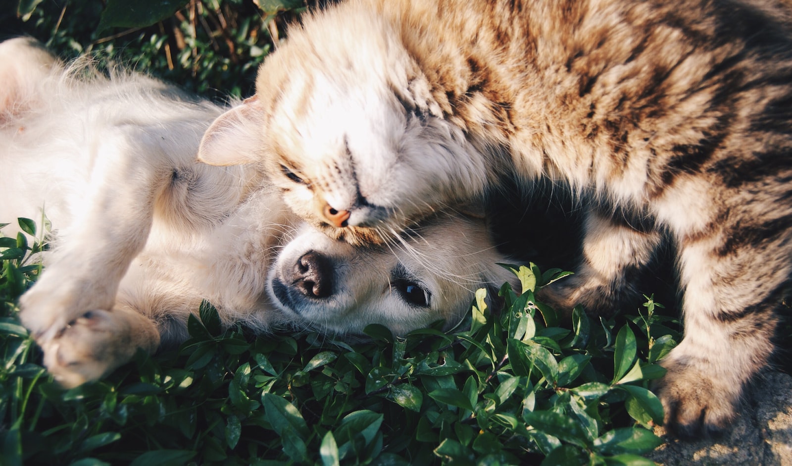 日なたで寄り添う犬と猫