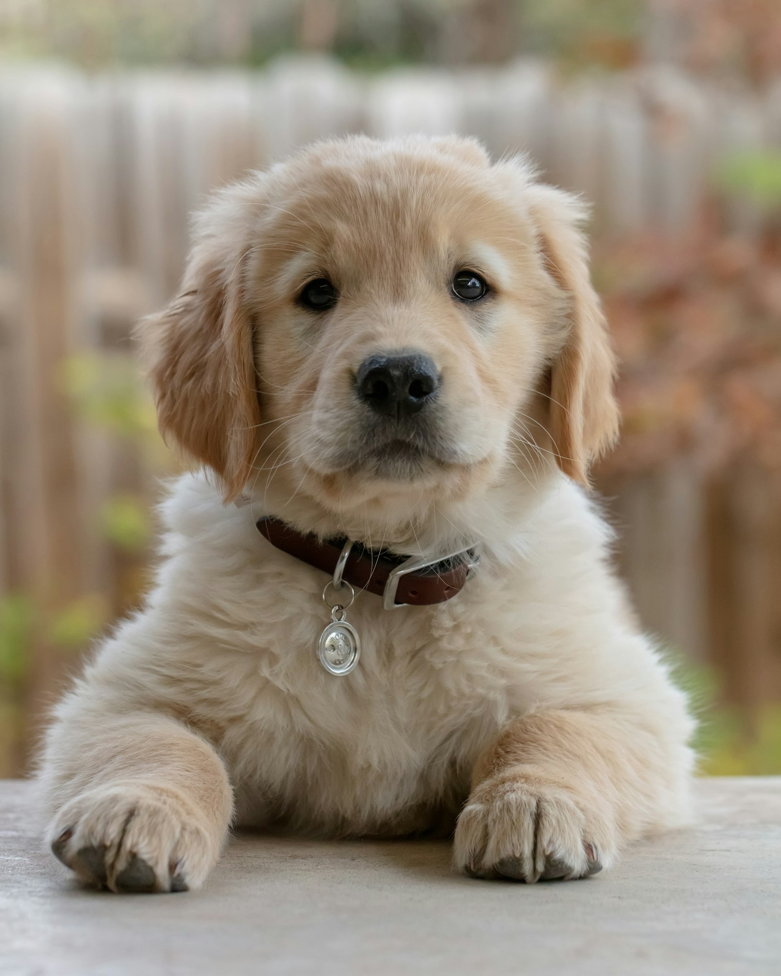 こちらを見つめるゴールデンレトリバーの子犬